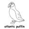 Kids line illustration coloring atlantic puffin. outline vector for children. cute cartoon characters