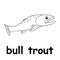 Kids line illustration coloring bull trout. animal outline