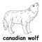 Kids line illustration coloring canadian wolf. animal outline