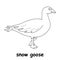 Kids line illustration coloring snow goose