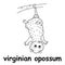 Kids line illustration coloring virginian opossum. animal outline