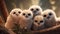 The Kids The Owl: A Beautiful Animated Film For Kids