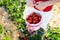 Kids pick strawberry on berry field in summer