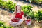 Kids pick strawberry on berry field in summer