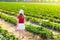 Kids pick strawberry on berry field in summer