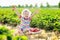 Kids pick strawberry on berry field in summer