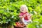 Kids pick strawberry on berry field in summer