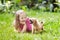 Kids play with puppy. Children and dog in garden.