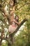 Kids playing - happy game. Girl climb on tree