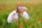 Kids playing in red poppy flower field
