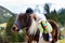 Kids riding pony. Child on horse in Alps mountains