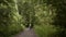 Kids run along the forest path. Brother and sister are active playing outdoors.