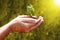 Kids save plant ideas or concept. kid hands holding a plant. Abstract image of plant in hand with morning sunrise image.