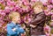 Kids spring pink flowers of sakura tree background. Botany concept. Brothers enjoying cherry blossom. Brotherhood