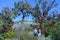 Kids standing under trees forming an arch