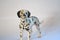 A kids toy Dalmatian dog isolated on a white background.