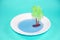 Kids toy palm tree in a plate with blue water. On trendy turquoise background