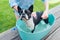 Kids wash boston terrier puppy in blue basin  in summer garden