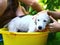 Kids wash stray white puppy in yellow basin