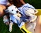 Kids wash stray white puppy in yellow basin on the summer garden background