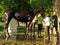 Kids washing race horse