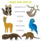 Kids words learning game worksheet read and match. Funny animals Armadillo Anteater Sloth Lama Raccoon Parrot Educational Game for