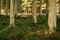 Kielder England: January 2022: Mossy roots of tall pine trees in Kielder Forest