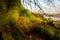 Kielder England: January 2022: Mossy roots of tall pine trees in Kielder Forest with warm winter sun