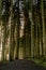 Kielder England: January 2022: A pathway through very Tall pine trees in warm winter sun
