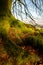 Kielder England: Mossy roots of tall pine trees in Kielder Forest with warm winter sun