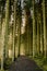 Kielder England: A pathway through very Tall pine trees in warm winter sun