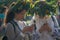 Kiev, Ukraine - July 06, 2017: Girls in wreaths from flowers with smartphones at the celebration of a traditional Slavic holiday