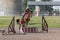 Kiev, Ukraine - June 09, 2016: Girl riding a horse knocks down the barrier