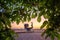 Kiev, Ukraine - May 05, 2018: Founders of Kiev monument at sunrise through the blossoming chestnut, beautiful city view