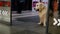 Kiev, Ukraine, October 2019 - Dog is waiting for its owner at store entrance doors that open and close. Indoors.