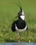 Kievit, Northern Lapwing; Vanellus vanellus