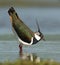 Kievit, Northern Lapwing; Vanellus vanellus