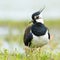 Kievit, Northern Lapwing, Vanellus vanellus