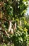 Kigelia Africana Pods Mackay Botanical Gardens
