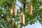 Kigelia africana, sausage tree with ripening fruits