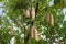 Kigelia africana, sausage tree with ripening fruits