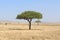 Kigelia Africana tree in Serengeti