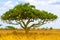 Kigelia, aka sausage tree, in dry savanna landscape, Serengeti National Park, Tanzania, Africa.