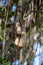 Kigelia pinnata or african sausage tree with not edible hanging fruits