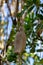 Kigelia pinnata or african sausage tree with not edible hanging fruits