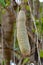 Kigelia pinnata or african sausage tree with not edible hanging fruits