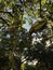 Kigelia Tree during Sunrise in December in Honolulu on Oahu Island, Hawaii.