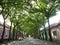 Kikinda, Serbia - September 19, 2020: General Drapsin street in Kikinda, Serbia. Beautiful street with green bent trees.