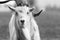 Kiko goat black and white portrait photo-image