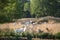 Kiko Goats fenced in on a ranch